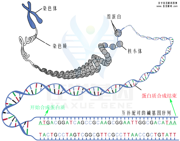 【佳學(xué)基因檢測】低鎂血癥6腎臟型基因解碼、<a href=http://vigrxplusreviewsreal.com/tk/jiema/cexujishu/2021/31933.html>基因檢測</a>報告看得懂嗎？