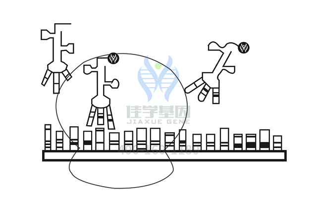 【佳學(xué)基因檢測(cè)】視網(wǎng)膜色素變性79型基因解碼、<a href=http://vigrxplusreviewsreal.com/tk/jiema/cexujishu/2021/31933.html>基因檢測(cè)</a>報(bào)告時(shí)間是一樣的嗎？