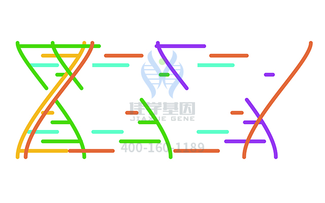 【佳學(xué)基因檢測(cè)】什么人要做類史密斯-馬吉尼斯綜合癥基因解碼、<a href=http://vigrxplusreviewsreal.com/tk/jiema/cexujishu/2021/31933.html>基因檢測(cè)</a>？