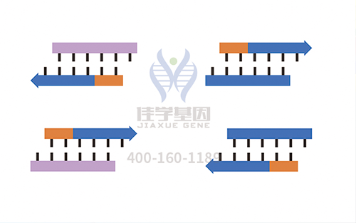 【佳學(xué)基因檢測】怎樣選擇耳聾X連鎖1型基因解碼、<a href=http://vigrxplusreviewsreal.com/tk/jiema/cexujishu/2021/31933.html>基因檢測</a>？