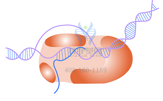 【佳學(xué)基因檢測(cè)】甲狀腺發(fā)育異常1基因解碼、<a href=http://vigrxplusreviewsreal.com/tk/jiema/cexujishu/2021/31933.html>基因檢測(cè)</a>報(bào)告時(shí)間是一樣的嗎？