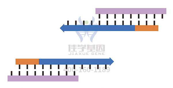 【佳學(xué)基因-基因檢測】基因解碼是如何幫助家人不再患有硬皮病